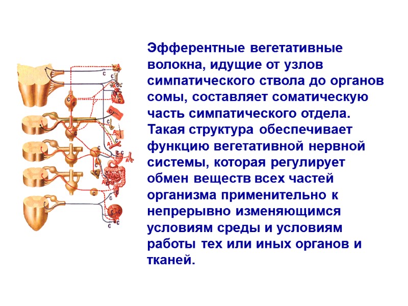Эфферентные вегетативные волокна, идущие от узлов симпатического ствола до органов сомы, составляет соматическую часть Эфферентные вегетативные волокна, идущие от узлов симпатического ствола до органов сомы, составляет соматическую часть